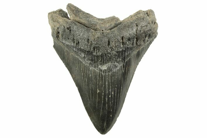 Serrated, Fossil Megalodon Tooth - South Carolina #212934